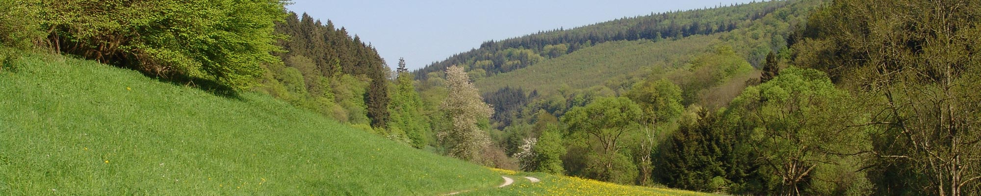 Lebensraum Wald - Biodiversitätspfad Buchen